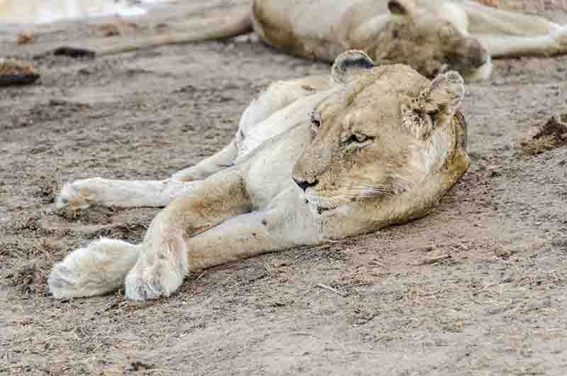 31 - Leona - parque nacional Kruger - Sudafrica